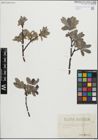 Foto von Salix glauca L.
